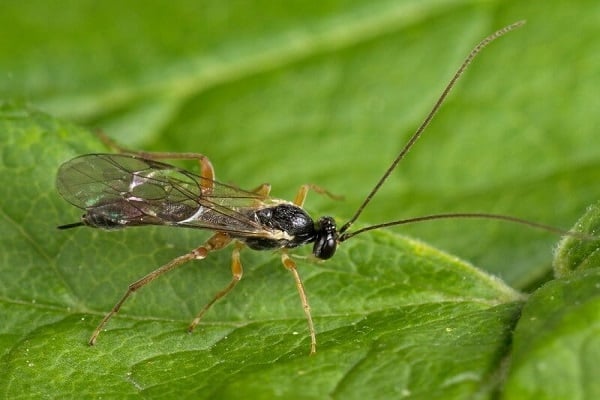 Mosca de sierra de acedera