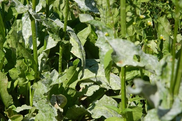 maladies de l'herbe