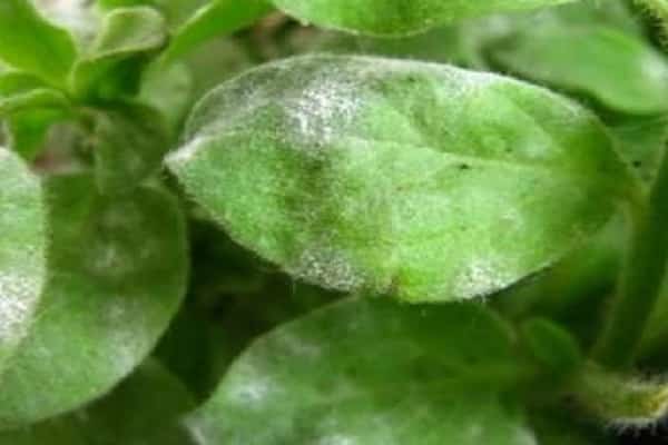 Powdery mildew