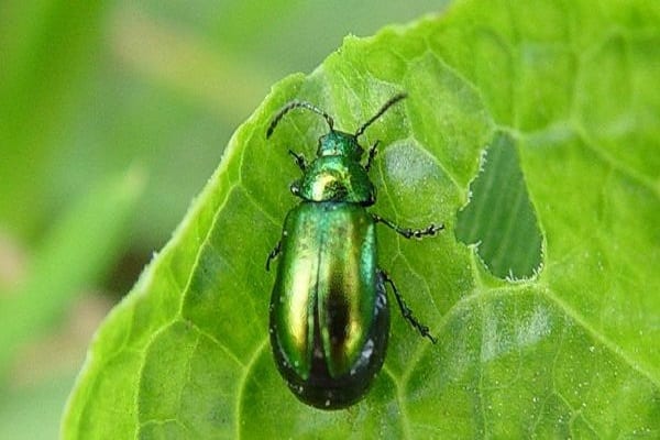 green beetle