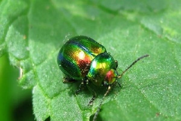 escarabajo de hoja