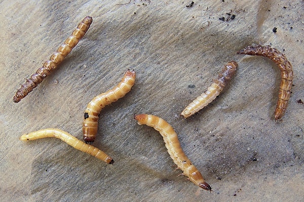 thin caterpillars