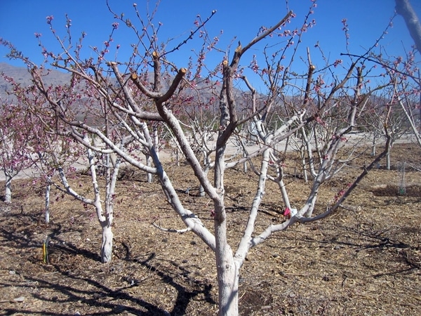 trimmed apricot