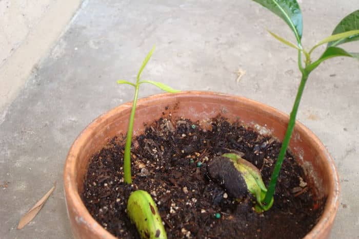 growing mango