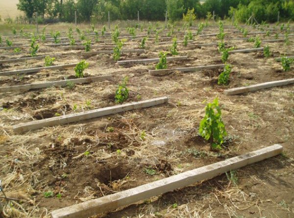 plantation de raisins