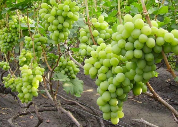 regalo de uvas a Zaporiyia