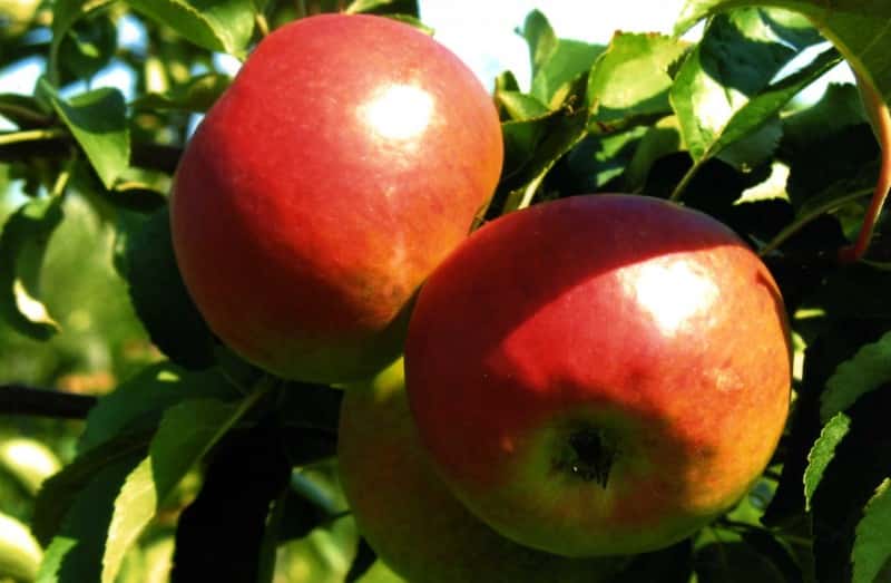 apple-tree Zhigulevskoe