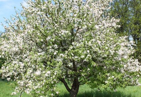 apple tree blooms