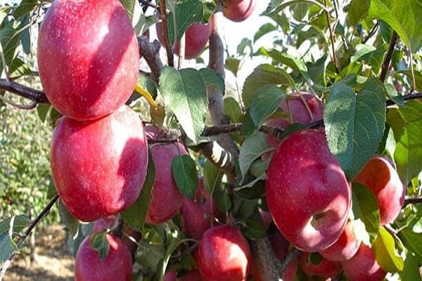 rijping van fruit