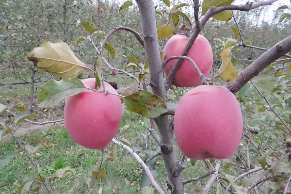 commence à porter ses fruits