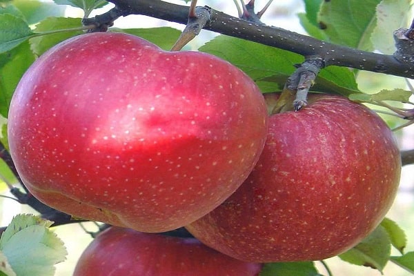 variedades de manzanas