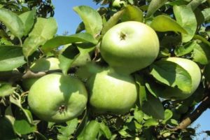 Mga paglalarawan at katangian ng iba't ibang Semerenko apple, ang mga benepisyo at pinsala at mga tampok ng paglilinang