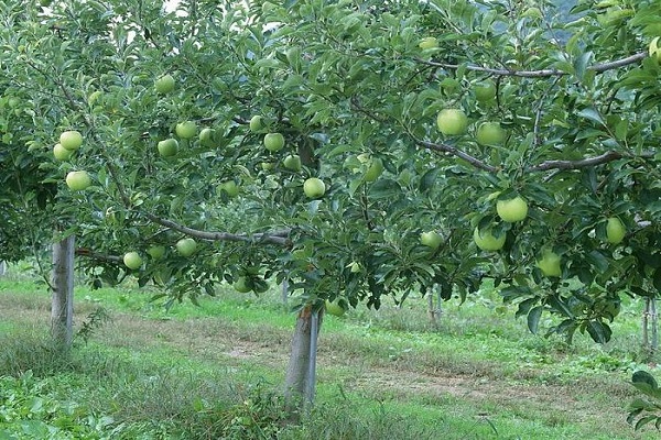 rast i izbojci