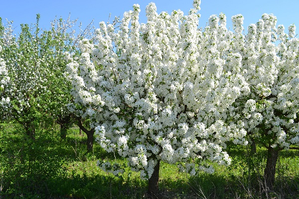 apple blossom