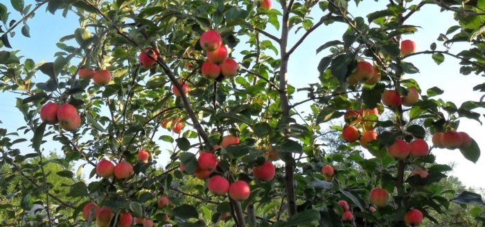 árbol de manzana