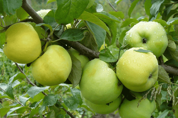 apple tree Antonovka