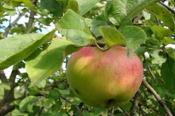 fruits abîmés