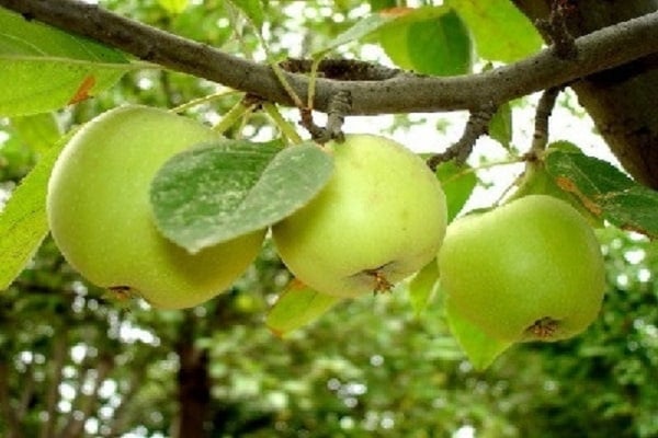 leaf of tree