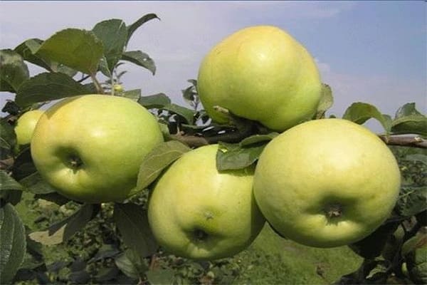 délicieux fruits