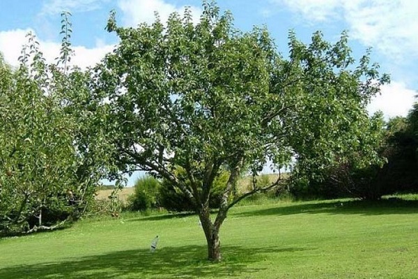 arbol maduro