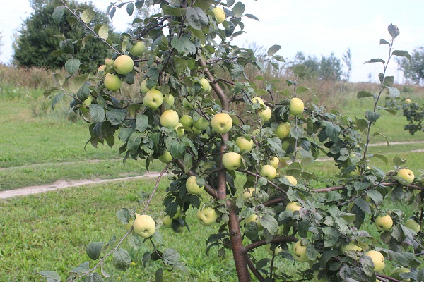 crown formation