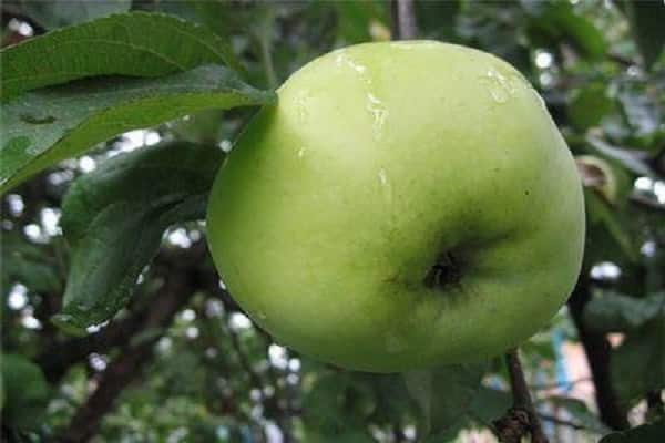 fruit mûr