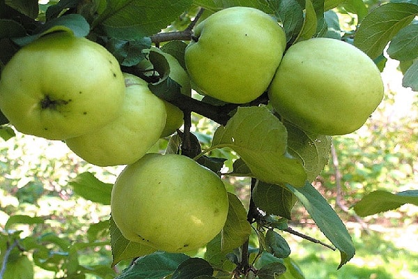 ripening apples