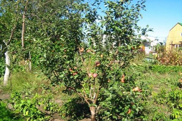 jeune arbre