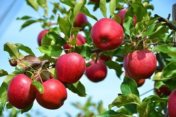 premiers fruits