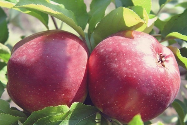 pommes à l'ombre