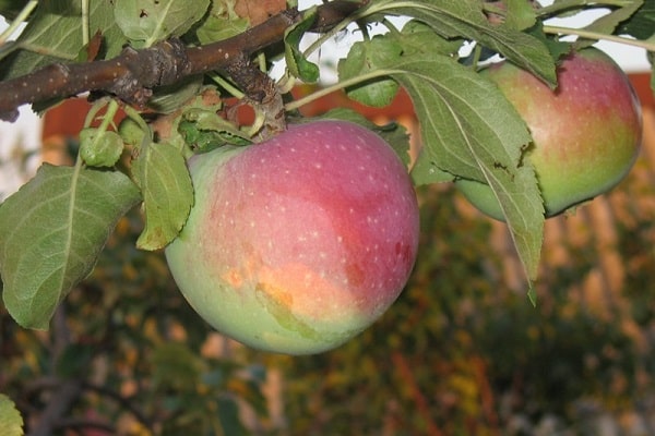 la fruta se pone roja