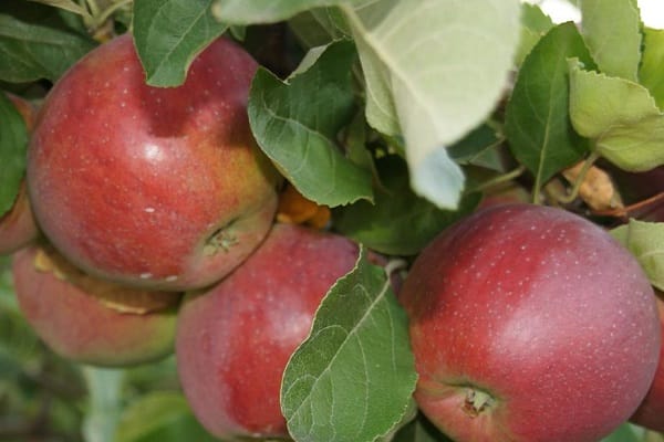 pour aider le jardinier