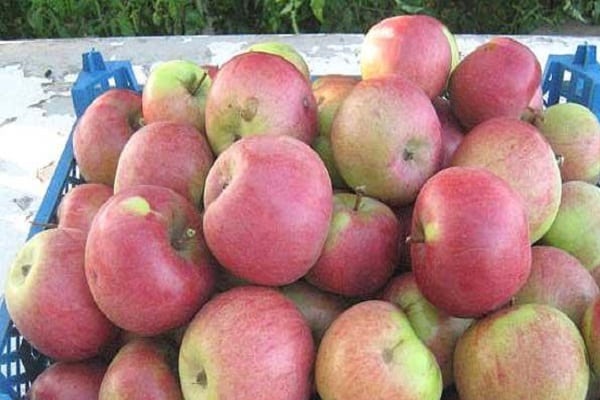 Manzanas en una caja