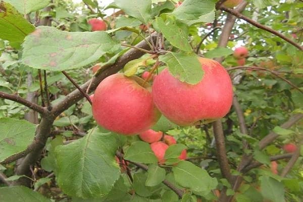 red apples