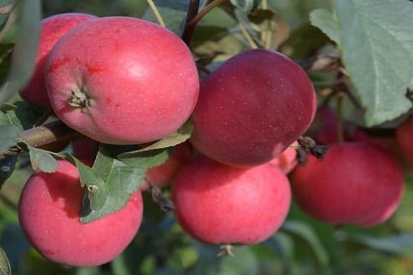 bunches of fruits