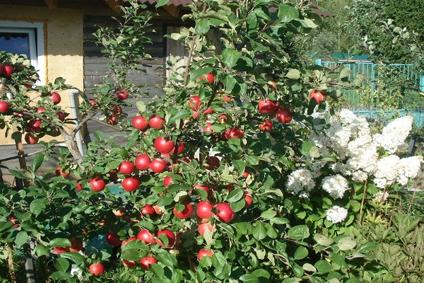 árbol junto a la casa