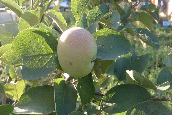 green fruit