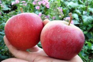 Description et caractéristiques de la variété de pomme Bonne nouvelle, plantation et culture