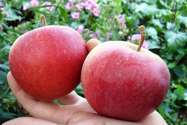 fruits in hands