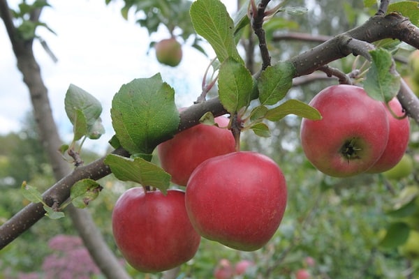 características de la variedad