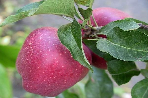 las manzanas maduran