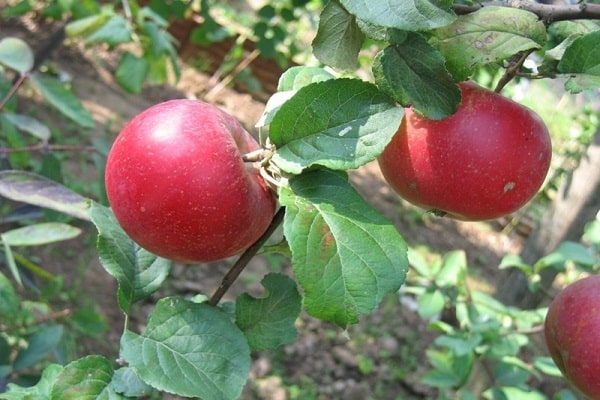 fruit mûr