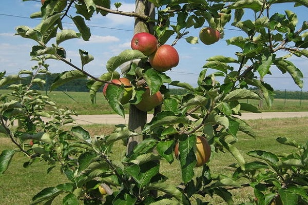 dokončený produkt