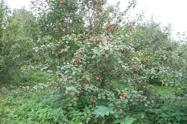 jardins d'été