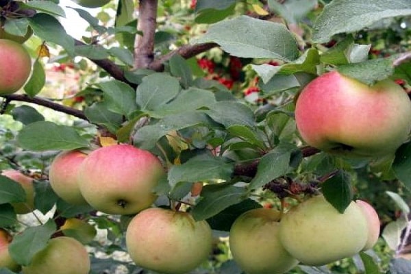 árbol de manzana