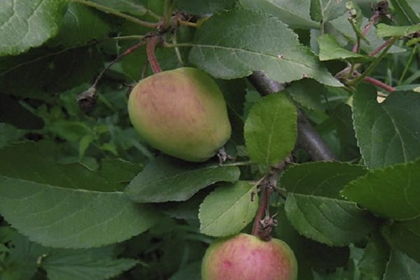 seedlings