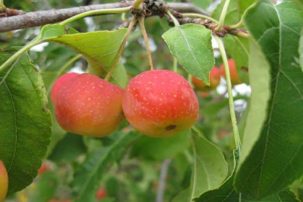 beautiful fruits