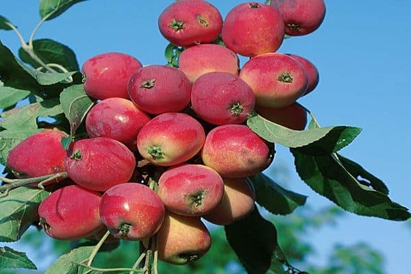 apple fruit