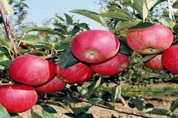 prendre soin du pommier