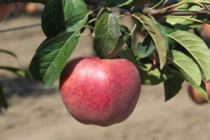 Descripción y características de la variedad de manzano Gala y sus variedades, características de cultivo y cuidados.